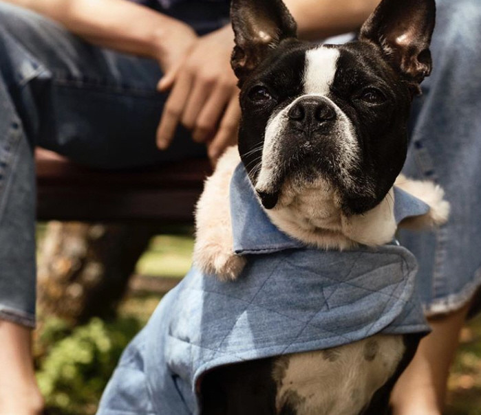 Perro luciendo prenda para mascotas de hym