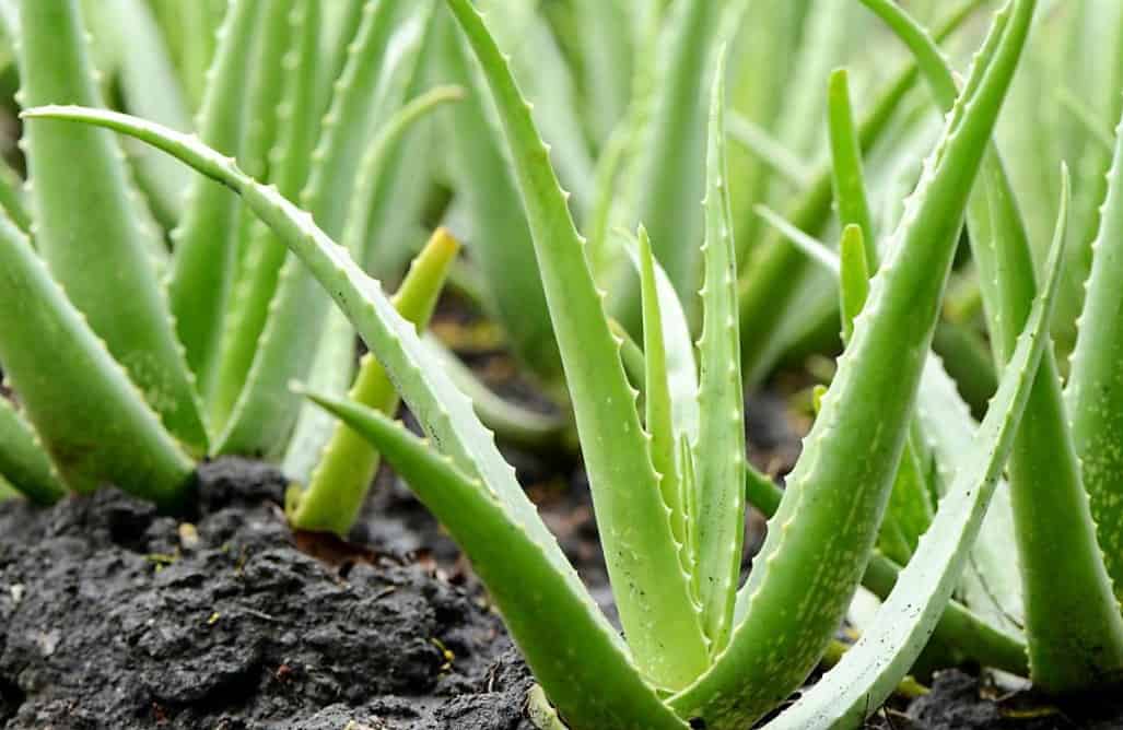 Productos Cien con aloe vera de Lidl: beneficios del aloe vera