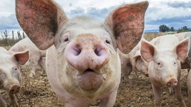 Chorizo Bio de Cárnicas Serrano