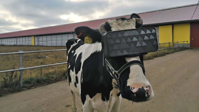 Realidad virtual en vacas para mejorar la calidad y cantidad de leche