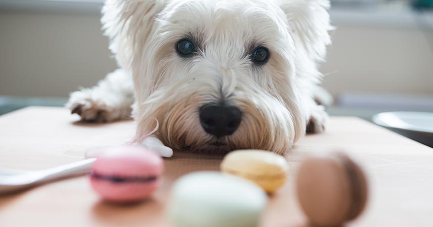 Perro intentando comer chcocolate