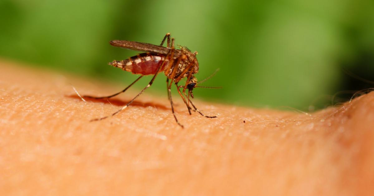¿Por qué los mosquitos se sienten tan atraídos por los humanos?