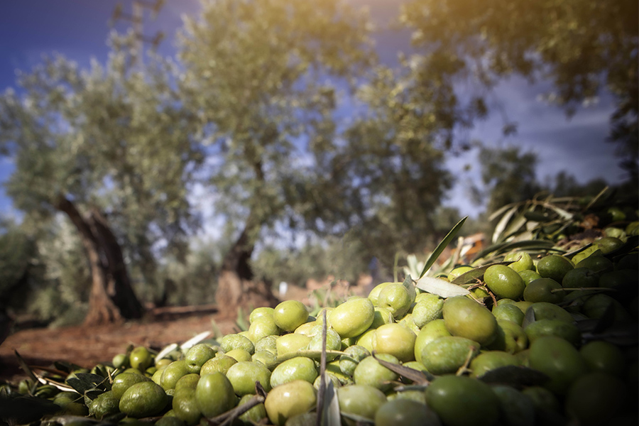 Mercadona: origen aceite de oliva Virgen Extra Casa Juncal