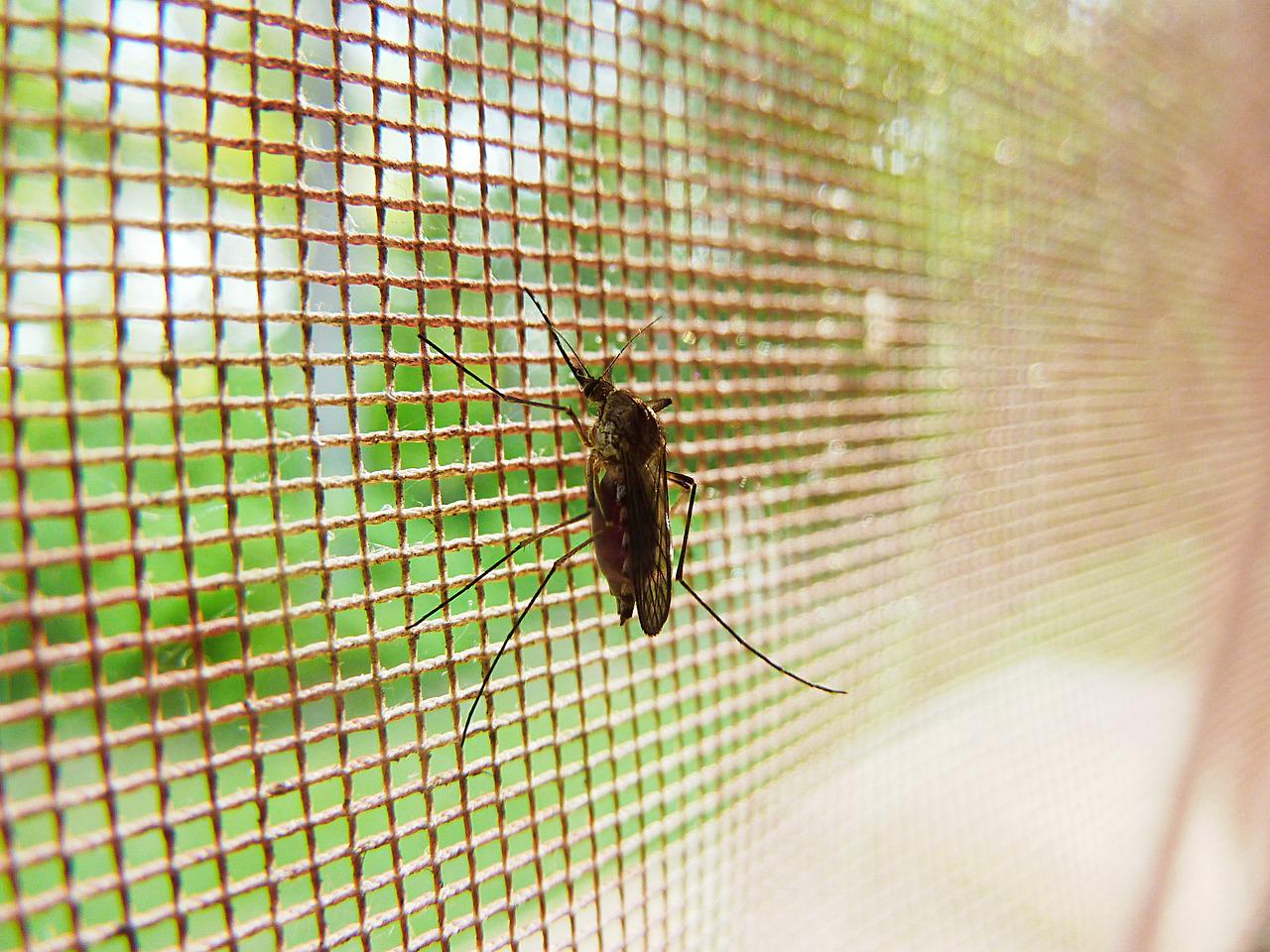 Mosquitera
