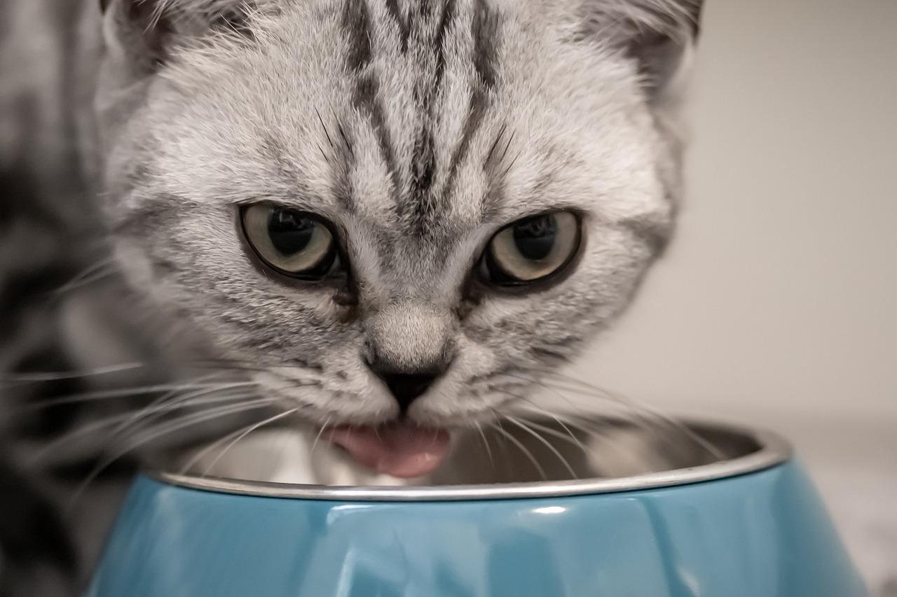 ¿Cuál es la mejor comida para gatos? La OCU responde