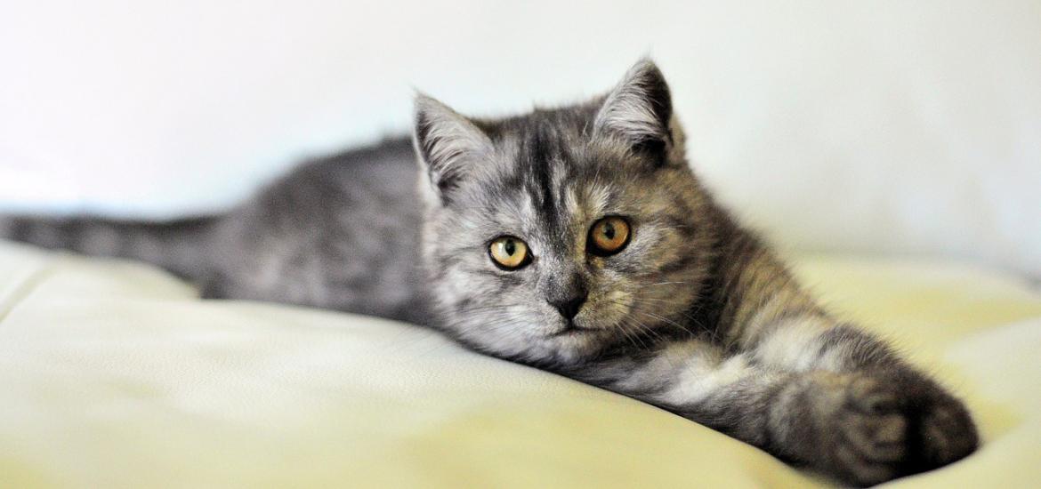 Lidl lanza una nueva promoción de productos para mascotas rebajados