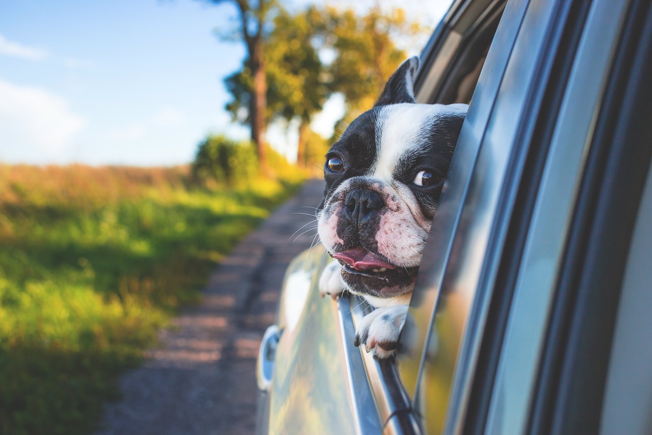 Consejos para viajar en el coche con tu perro este verano