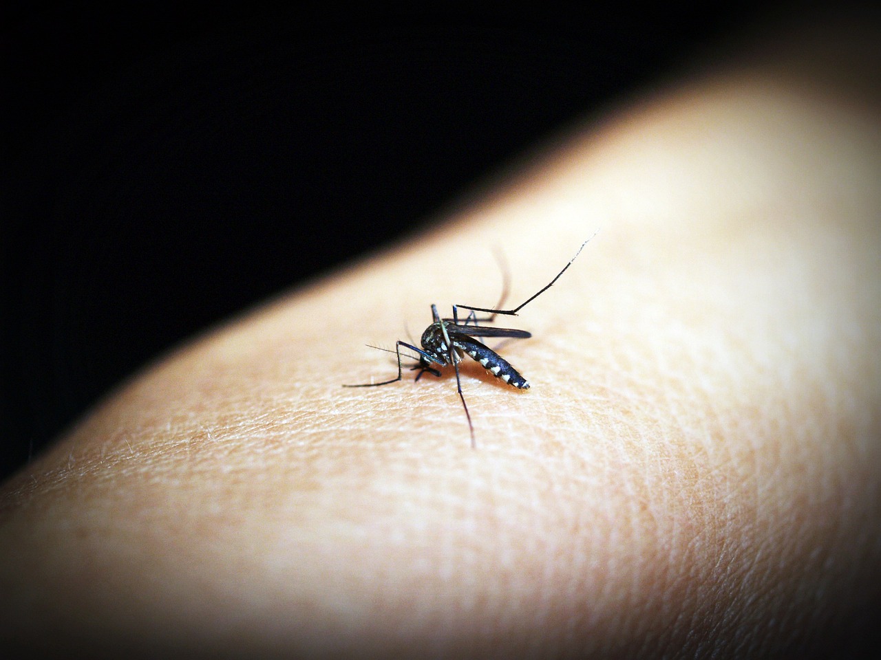 ¿Por qué los mosquitos pican más en los tobillos?