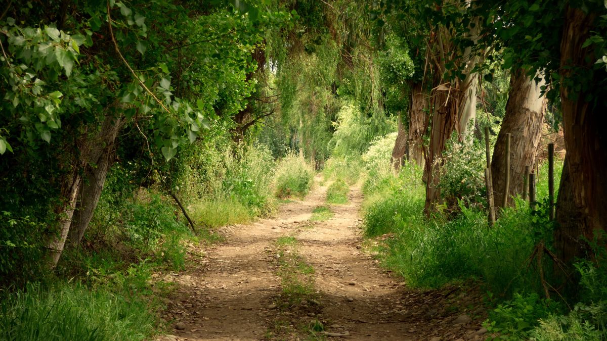 Explorando el Camino Natural Vía Verde del Renacimiento: Una Aventura entre Albacete y Jaén