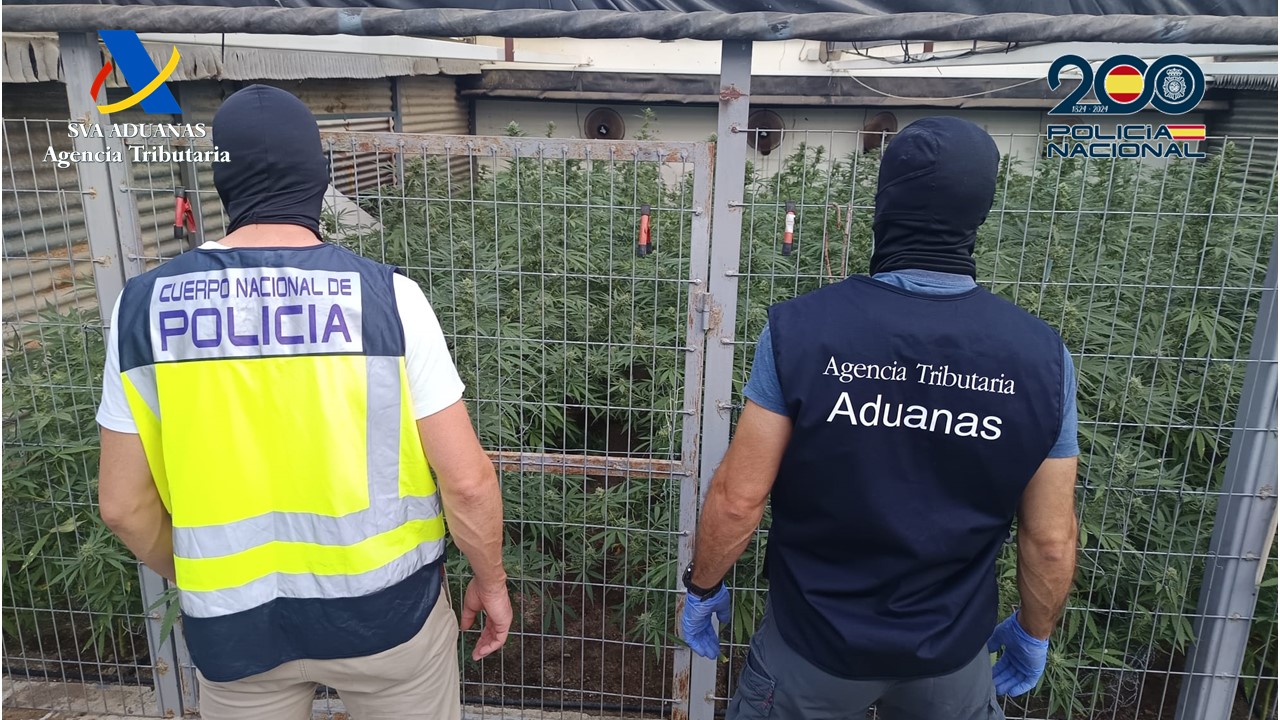 Desarticulan una organización criminal familiar dedicada al tráfico de marihuana en Sevilla