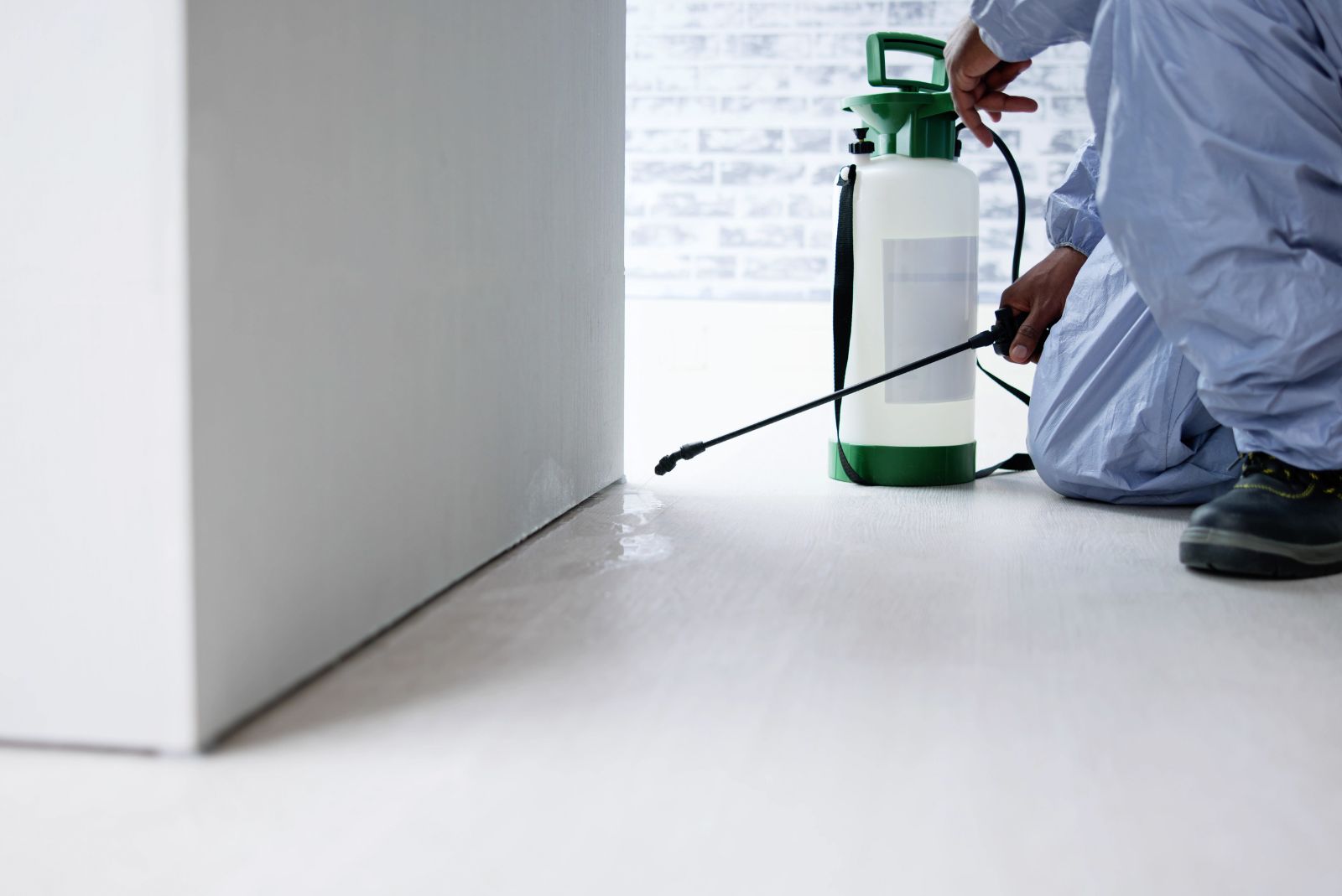 Control de plagas en Málaga: protección eficaz para hogares y negocios