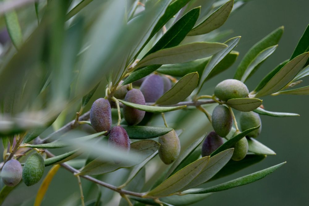 AOVE: claves para reconocer un aceite de oliva de calidad