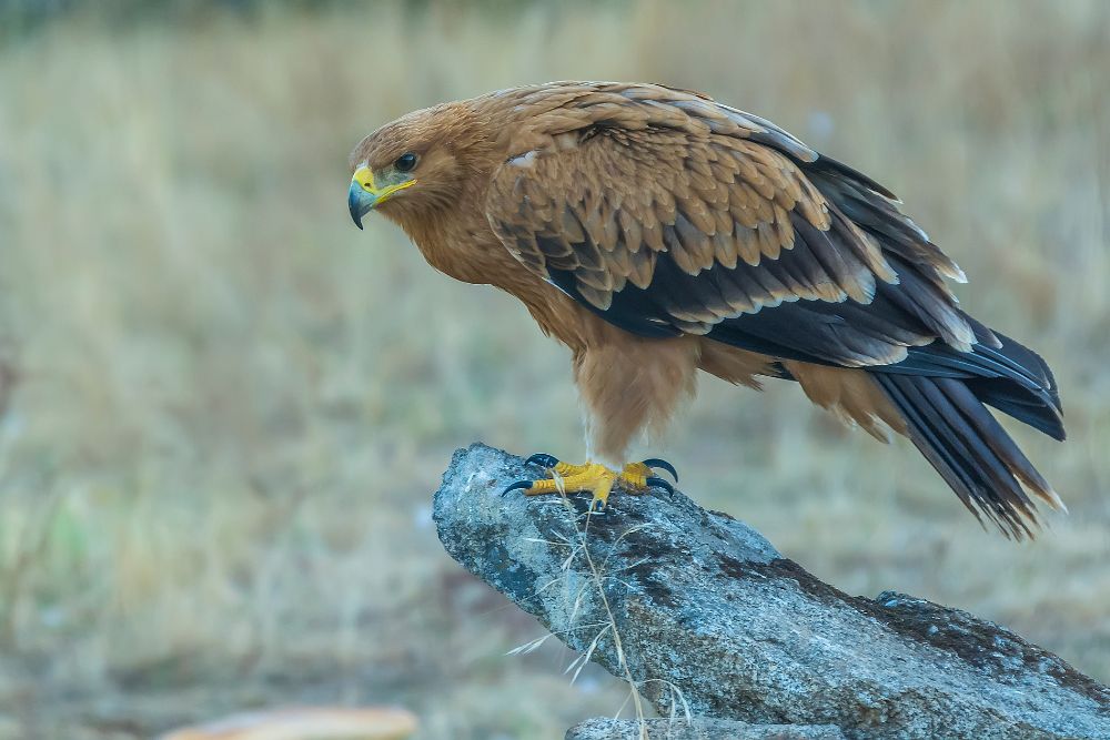 El águila imperial ibérica: una joya en peligro de la fauna española